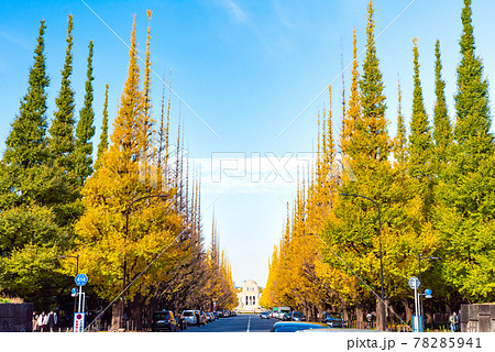 神宮外苑いちょう並木の紅葉・秋(東京都港区)2020年11月 神宮外苑いちょう並木の紅葉・秋(東京都港区)2020年11月 78285941