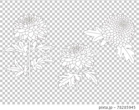 花のぬり絵　菊の花 78285945