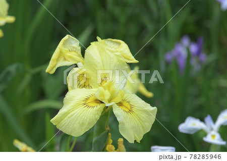 梅雨に咲くカラフルで綺麗な花の写真素材