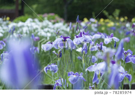 梅雨に咲くカラフルで綺麗な花の写真素材