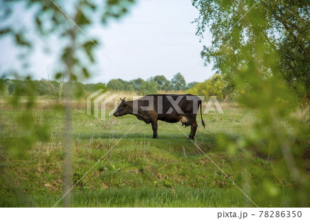 The cash cow hid in the shade of a tree from the hot midday sun. 78286350