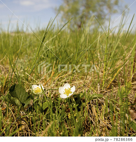 Two strawberry flowers in a forest meadow at noon. Two strawberry flowers in a forest meadow at noon. 78286366