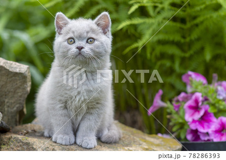 British shorthair kitten sitting on a stone in the grass close-up 78286393