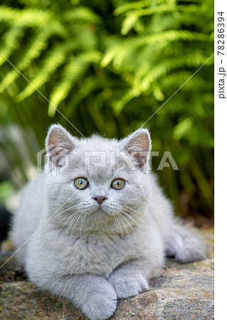 British shorthair kitten lying on a stone in the grass close-up, violet color. 78286394