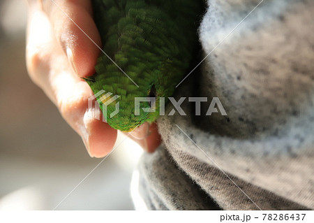 サザナミインコ（主人の手の中で和み中） 78286437