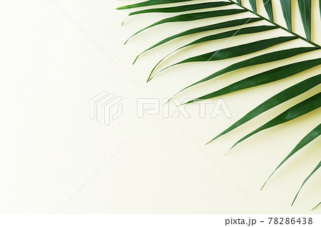 Tropical palm leaf branch top view on yellow background Tropical palm leaf branch top view on yellow background 78286438