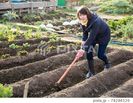 Young woman caring for beds with cabbage 78286520