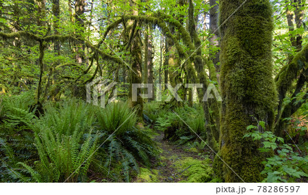 Beautiful View of Fresh Green Trees in the Woods with Moss Beautiful View of Fresh Green Trees in the Woods with Moss 78286597