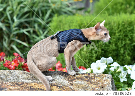 Young Abyssinian cat color Faun with a leash walking around the yard. Pets walking outdoors, adventures n the Park. Young Abyssinian cat color Faun with a leash walking around the yard. Pets walking outdoors, adventures n the Park. 78286628
