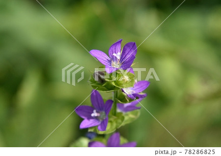 キキョウソウの花 78286825