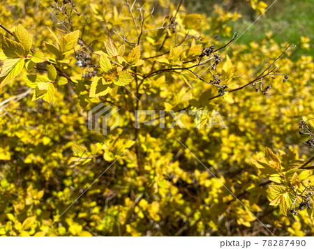 Beautiful little yellow flowers or bushes in a flower bed. Texture. The background Beautiful little yellow flowers or bushes in a flower bed. Texture. The background 78287490