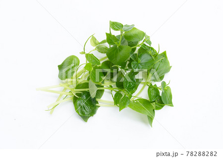 Peperomia pellucida leaves on white background. 78288282