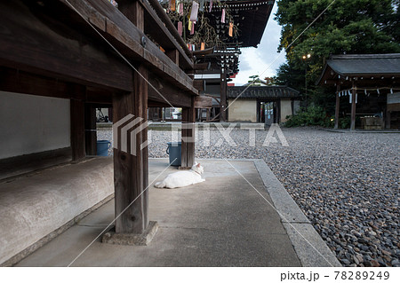 梅宮大社、七夕笹飾りのある拝殿の軒下に白猫 78289249