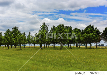 Wild flowers and pines, Patagonia 78289500