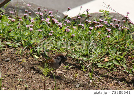 晴れた日に富士見公園を散歩した 78289641
