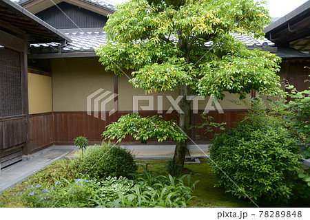 慈光院　中庭の松　奈良県大和郡山市 78289848