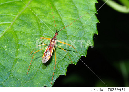 ヒゲナガサシガメ 78289981