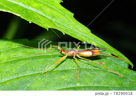 ヒゲナガサシガメ 78290018