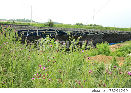 小麦 ノン グリーン 78291299