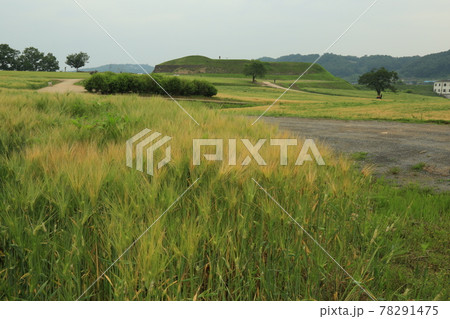 草原 畑 風景 78291475