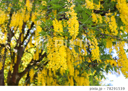 黄色い藤の花　キングサリ 78291539