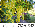 黄色い藤の花　キングサリ 78291542