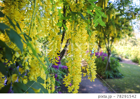 黄色い藤の花　キングサリ 78291542