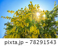 黄色い藤の花　キングサリ 78291543