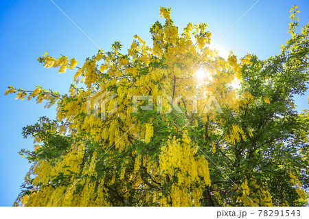 黄色い藤の花 キングサリの写真素材