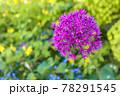 紫色のアリウムの花 78291545