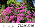 ピンク色のチャイブの花 78291546