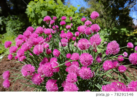 ピンク色のチャイブの花 ピンク色のチャイブの花 78291546