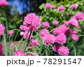 ピンク色のチャイブの花 78291547