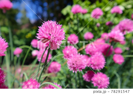 ピンク色のチャイブの花 78291547