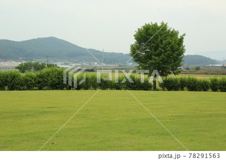 アイザック 小麦 草原 78291563