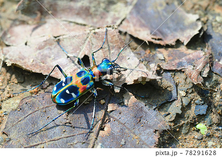 ハンミョウ（ナミハンミョウ） 78291628