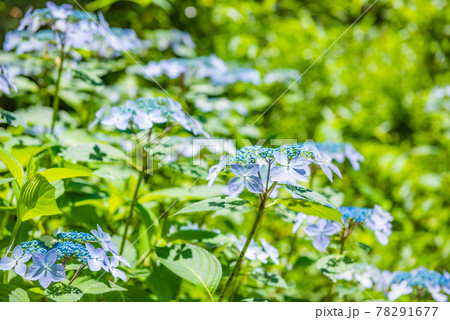 先初めの紫陽花、元気に咲くアジサイ、ブルーの紫陽花 78291677