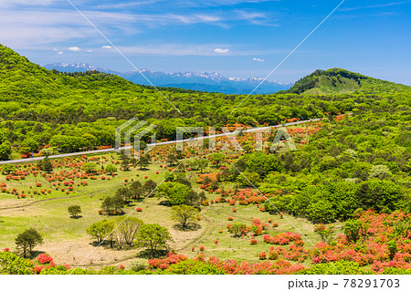 残雪の谷川連峰と沼の原のツツジ 残雪の谷川連峰と沼の原のツツジ 78291703