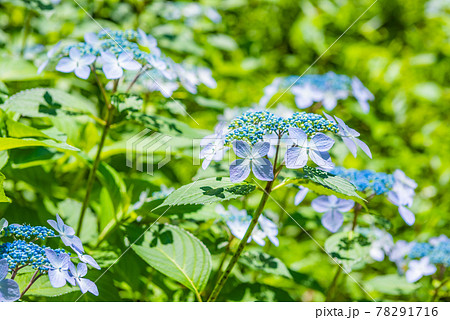 先初めの紫陽花、元気に咲くアジサイ、ブルーの紫陽花 78291716