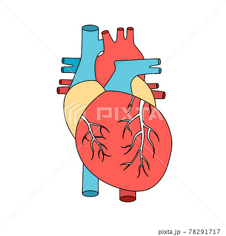 Anatomical human heart. Internal muscular organ illustration. Cardiology concept. 78291717