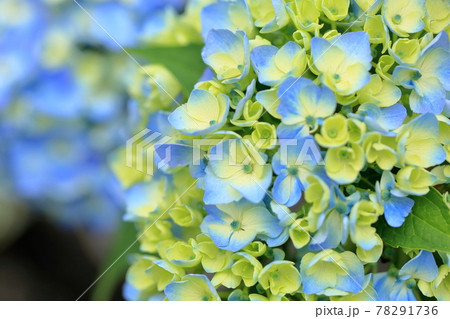 アジサイの花 78291736