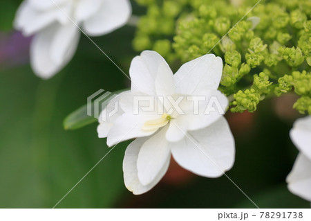 アジサイの花 78291738