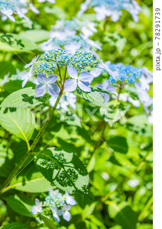 先初めの紫陽花、元気に咲くアジサイ、ブルーの紫陽花 78291739