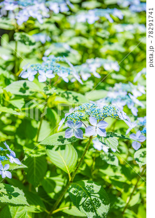 先初めの紫陽花、元気に咲くアジサイ、ブルーの紫陽花 78291741