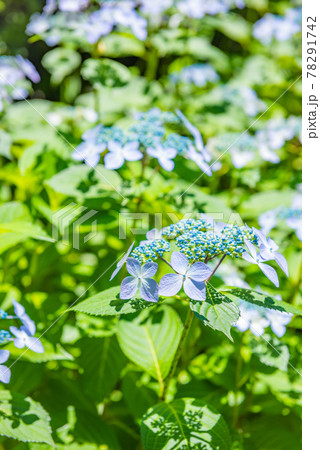 先初めの紫陽花、元気に咲くアジサイ、ブルーの紫陽花 78291742