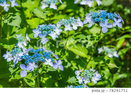 先初めの紫陽花、元気に咲くアジサイ、ブルーの紫陽花 78291751