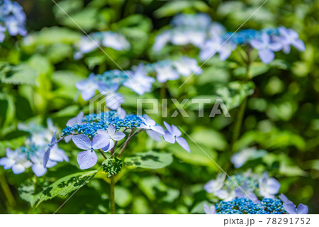 先初めの紫陽花、元気に咲くアジサイ、ブルーの紫陽花 78291752