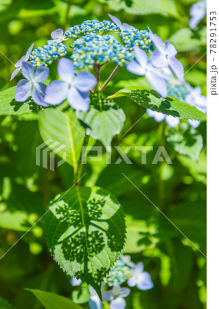 先初めの紫陽花、元気に咲くアジサイ、ブルーの紫陽花 78291753