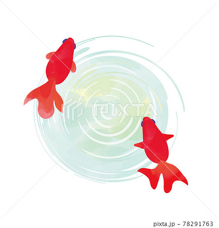 金魚と水面 水彩風タッチのイラスト素材