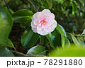 薄ピンクの椿の花 78291880